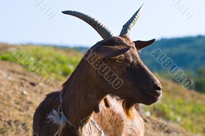 goat