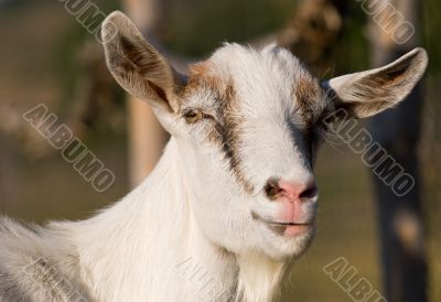 goat