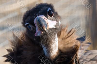 Black vulture