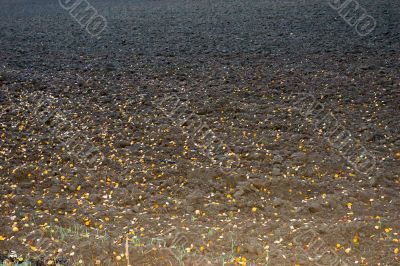 autumn field