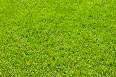 green grass