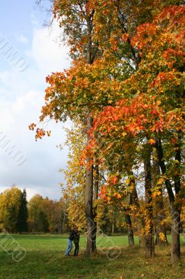 Colorful old autumn park