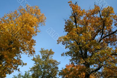 gold autumn trees with sky