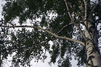 Birch