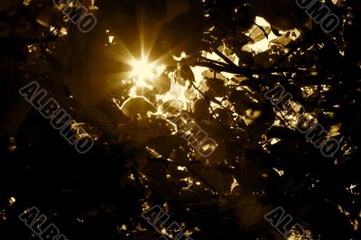 Sunlight