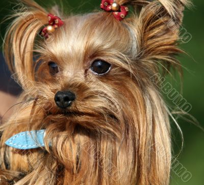 Yorkshire terrier