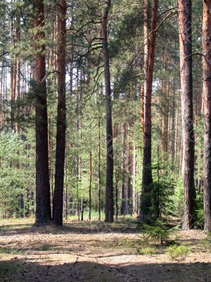 coniferous forest