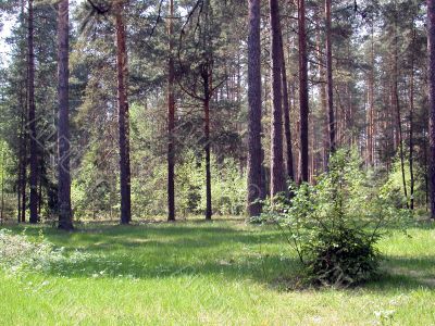 coniferous forest