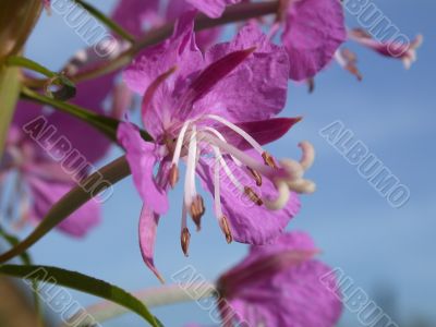 rose-bay flowers