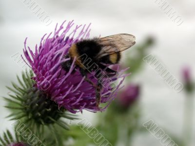 bee on the bur flower