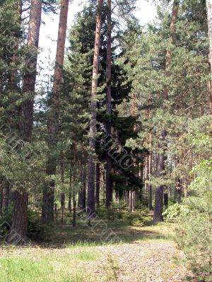 coniferous forest