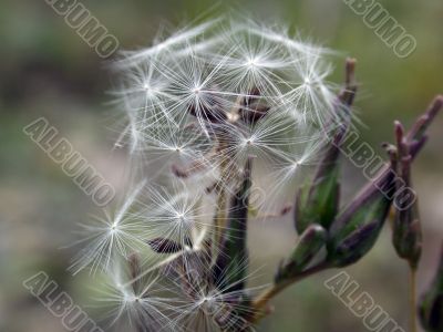 flower of the plant