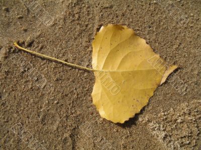 yellow leaf