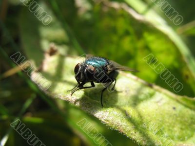 a macro of fly sitting on the blade