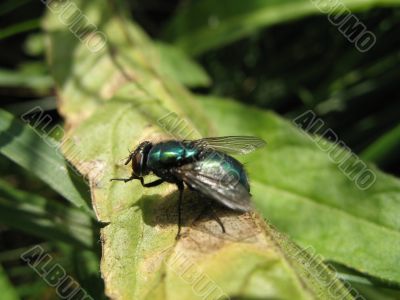 a macro of fly sitting on the blade