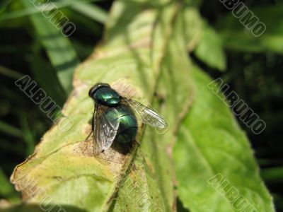 a macro of fly sitting on the blade