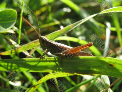 green grasshoper sitting on a blade