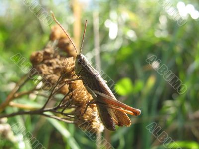 a macro of grasshoper