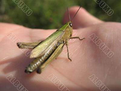 a green grasshoper on the hand