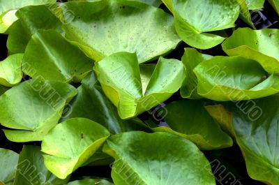 Lilly Pads