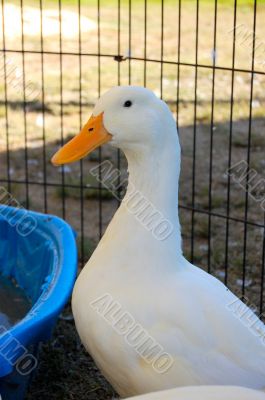 white duck