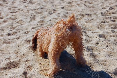 digging dog butt