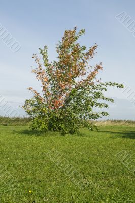 Autumn bush