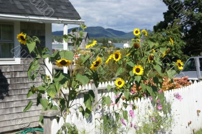 Sunflowers, in seaport house