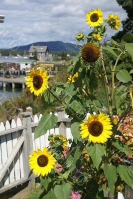 Sunflowers, in seaport house