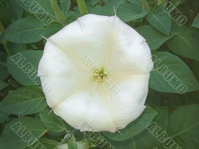  White handsome man