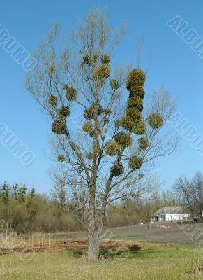  Wood parasites