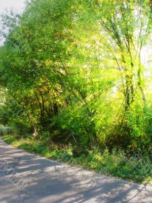 Rays of light