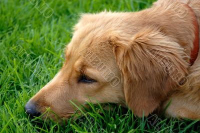 the golden retriever