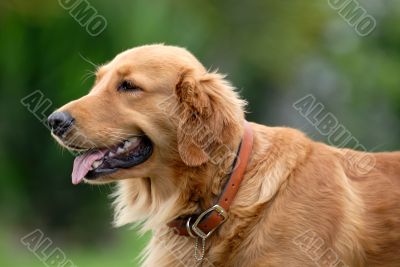 the golden retriever