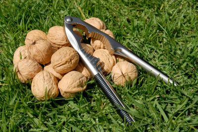 the walnuts