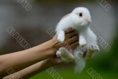 white rabbit in hands