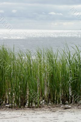 Seaside grass.