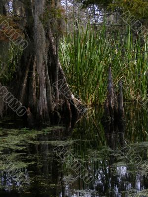 Swamp Cypress
