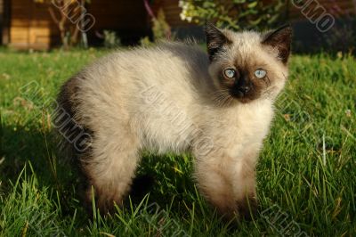 the siamese kitten