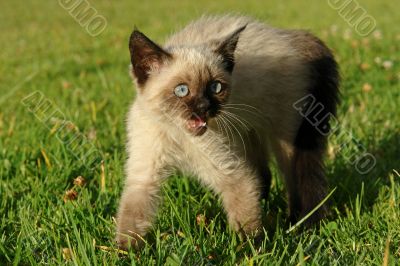the siamese kitten