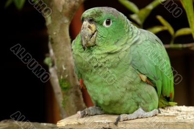 the parrot