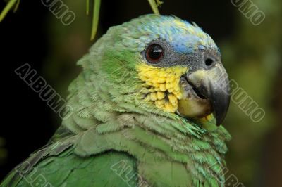 the parrot