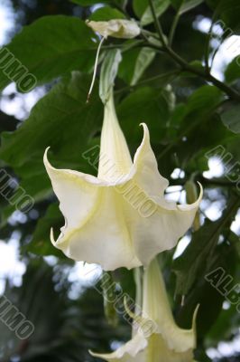 angel`s trumpet - Brugmansia versicolor