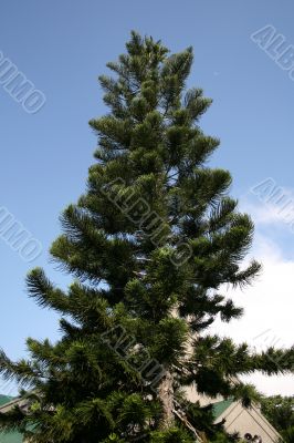 pine tree