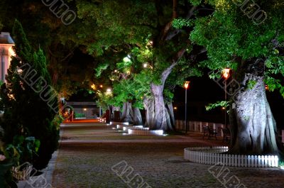 Growing trees beside street