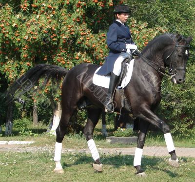 equestrian saddlewoman on black stallion