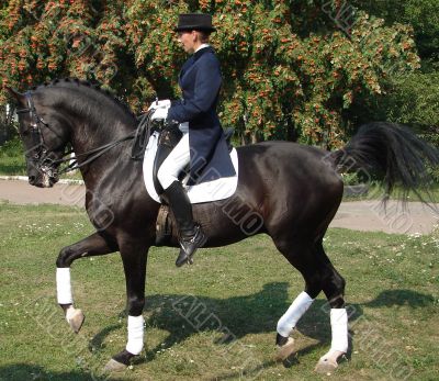 equestrian saddlewoman on black stallion