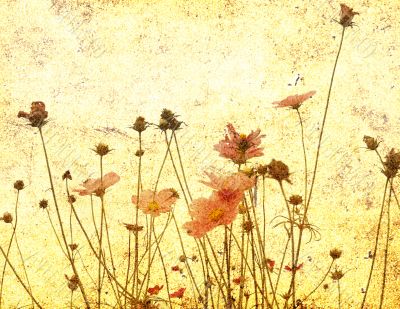 old-fashioned flower