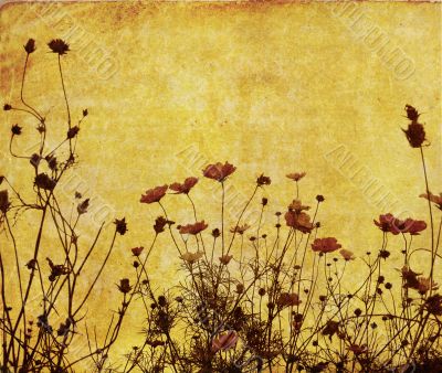 old-fashioned flower