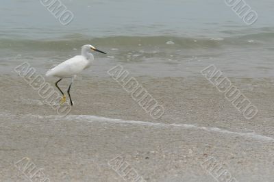 ecuadorian white heron